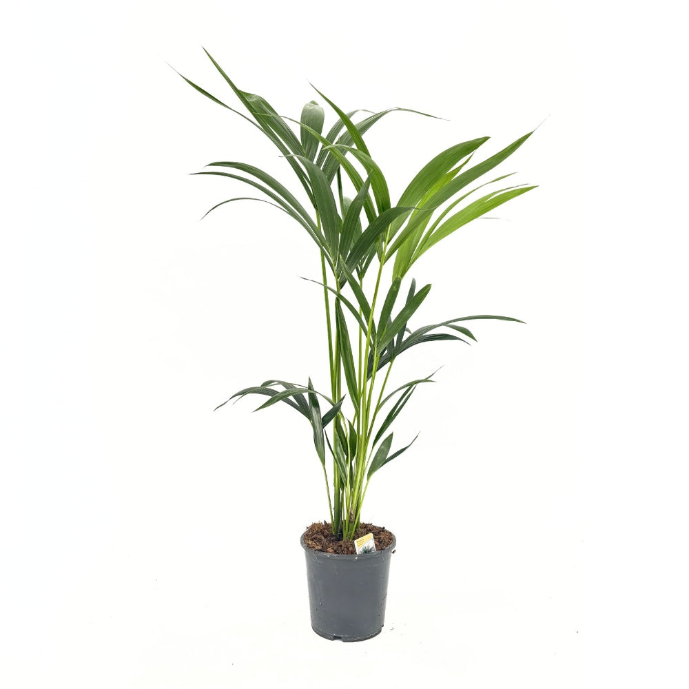 Палма Kentia (Howea Forsteriana), 100 см – елегантна стайна палма, пречистваща въздуха