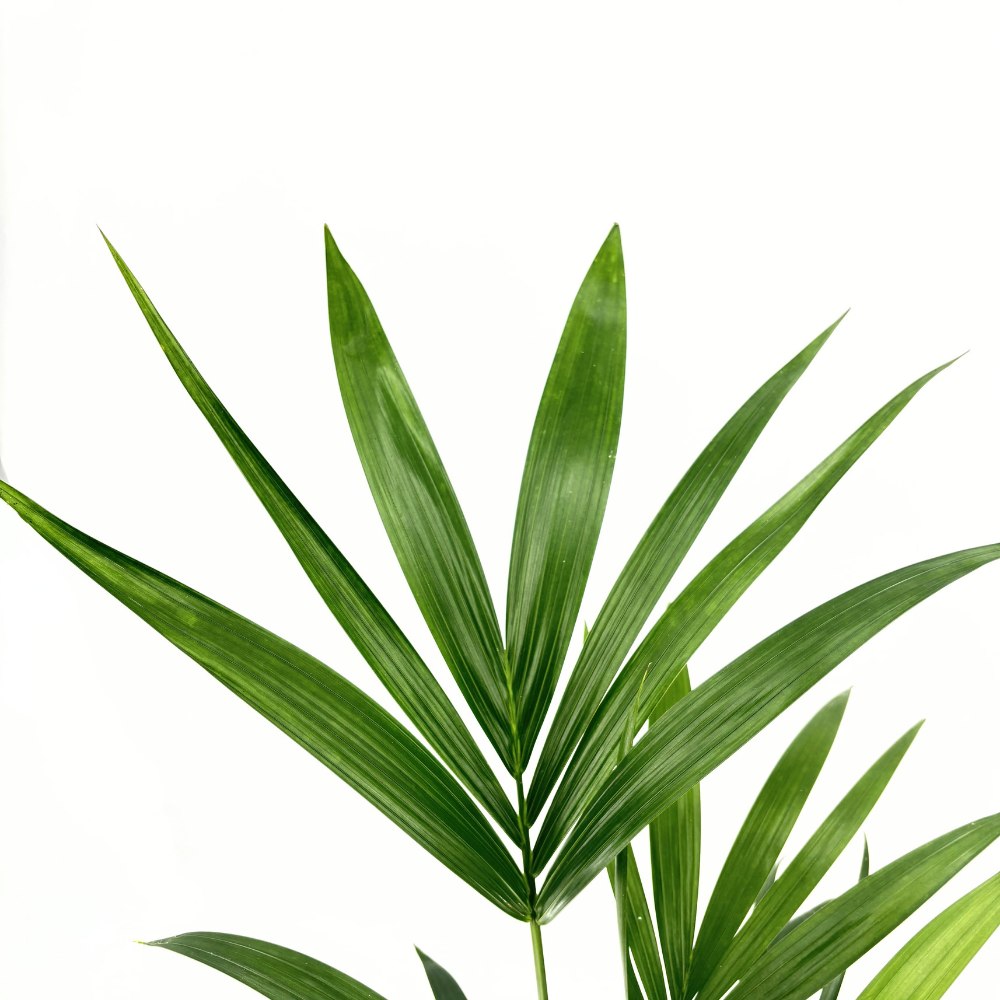 Палма Kentia (Howea Forsteriana), 100 см – елегантна стайна палма, пречистваща въздуха