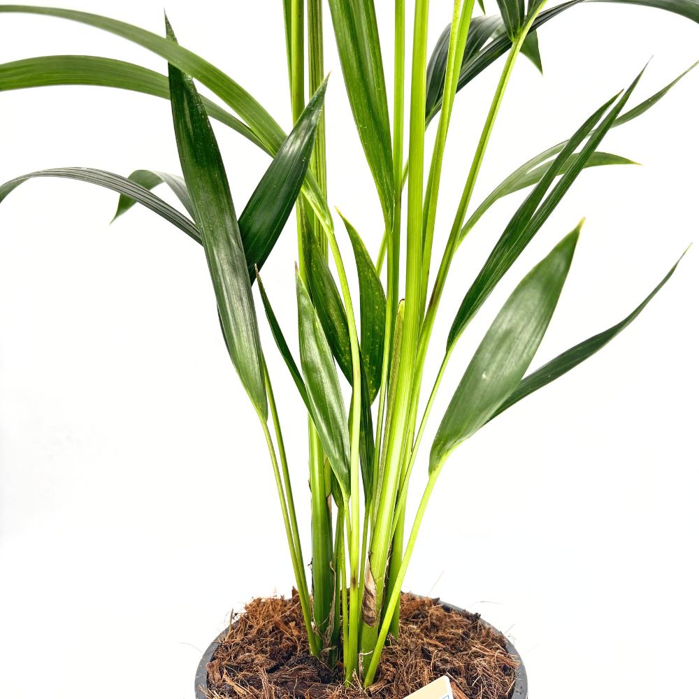 Палма Kentia (Howea Forsteriana), 100 см – елегантна стайна палма, пречистваща въздуха