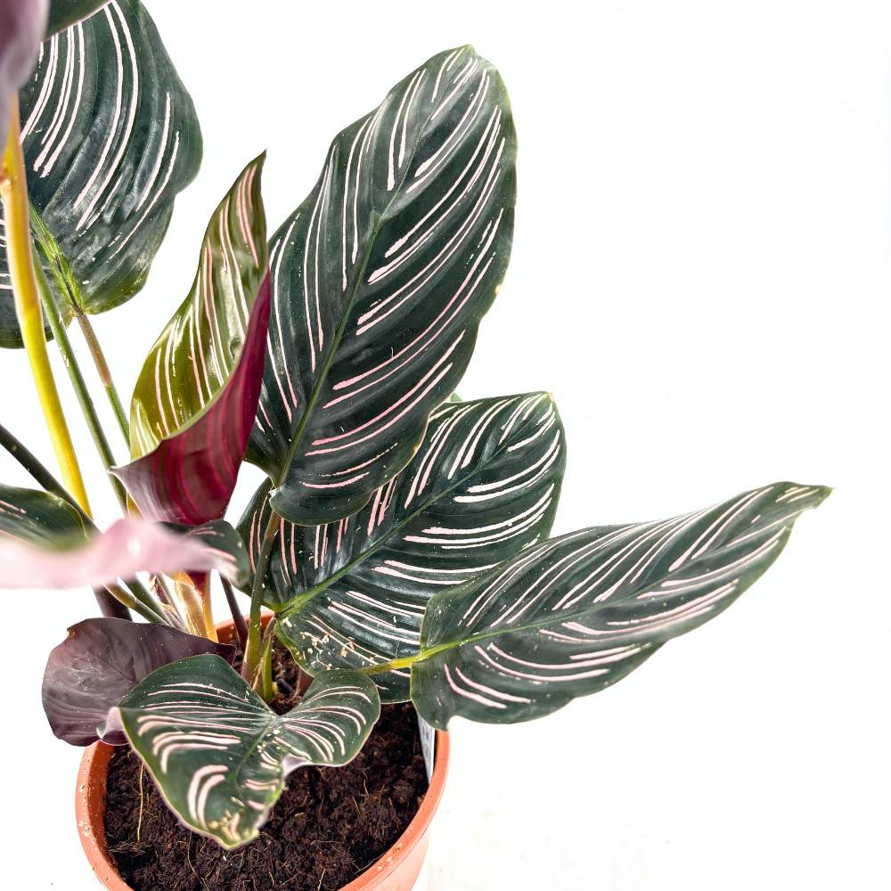 Молещо се растение (Calathea Ornata), 60 см – тропическо стайно растение със зелени листа с розови ивици