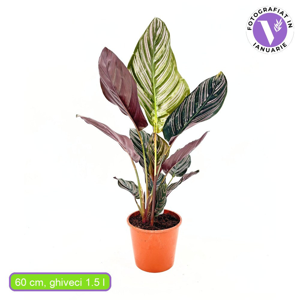 Молещо се растение (Calathea Ornata), 60 см – тропическо стайно растение със зелени листа с розови ивици