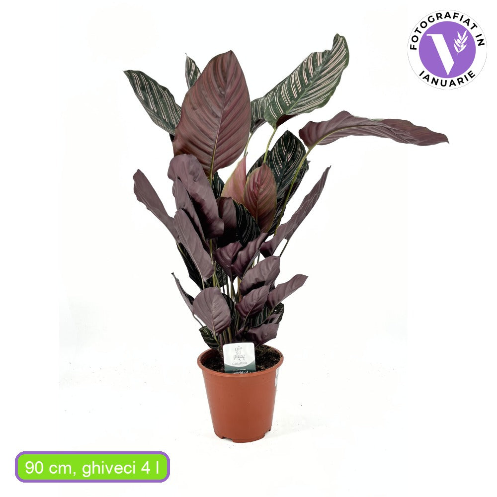 Молещо се растение (Calathea Ornata), 70 см – тропическо стайно растение с розови ивици