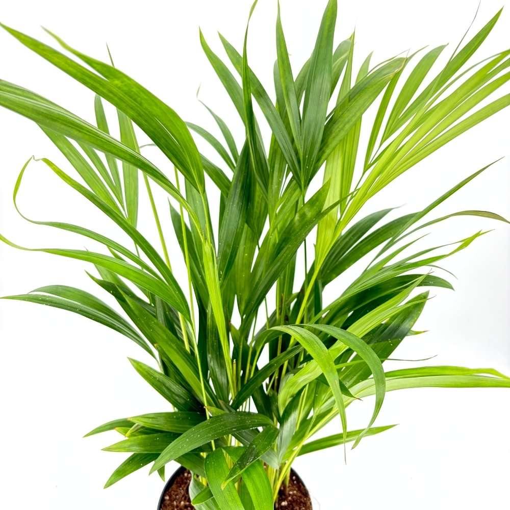 Палма Areca Dypsis Lutescens, 60/80 см – елегантно стайно растение, пречистващо въздуха