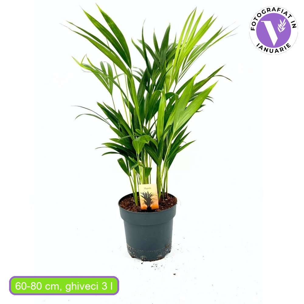 Палма Areca Dypsis Lutescens, 60/80 см – елегантно стайно растение, пречистващо въздуха