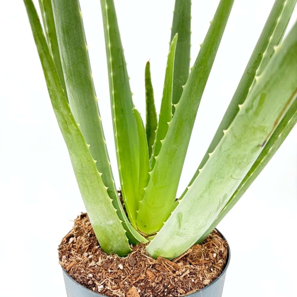 Aloe Vera растение в саксия, 55-65 см, естествен гел за кожа, грижа и лечение