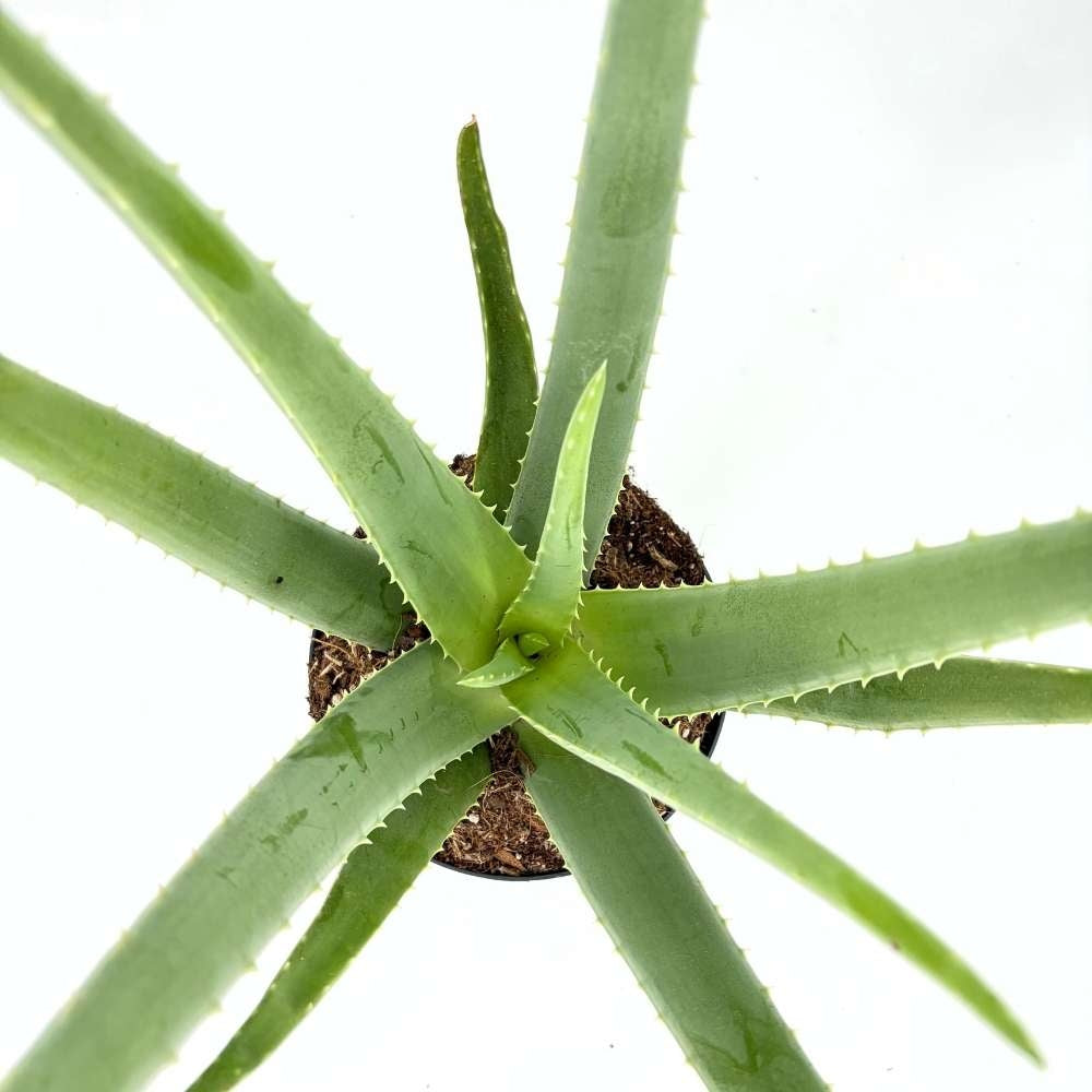 Aloe Vera растение в саксия, 55-65 см, естествен гел за кожа, грижа и лечение