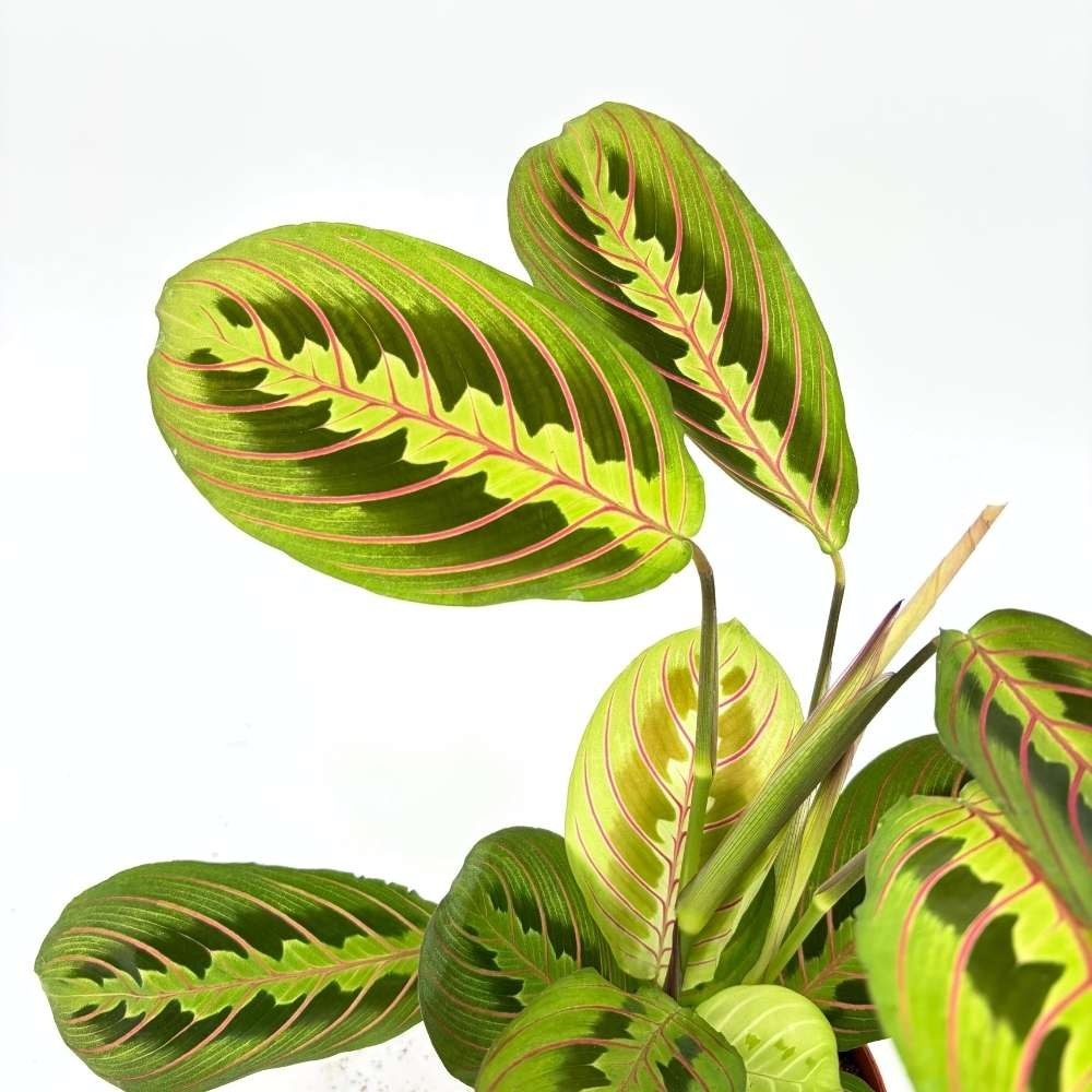 Молитвено растение Tricolor (Maranta) Fascinator, 35 см, цветни зелено-червени листа, пречистващо въздуха