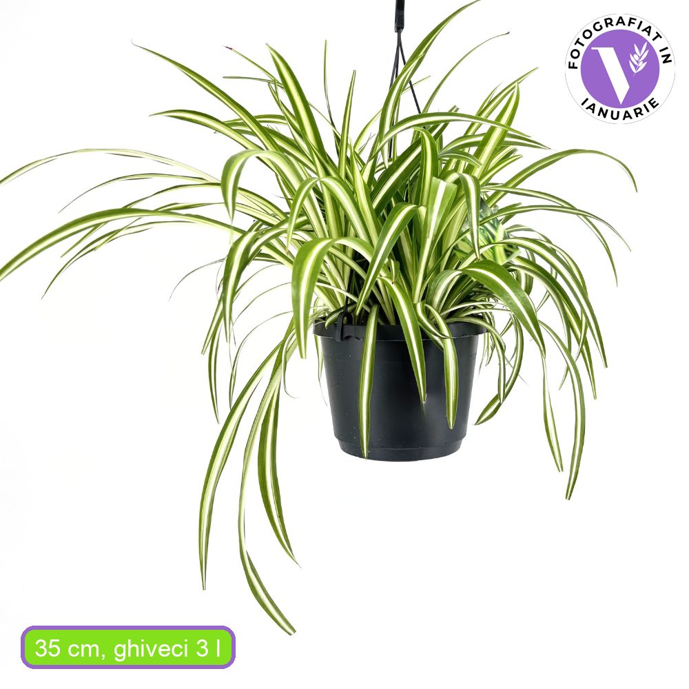 Паяжинно растение (Chlorophytum comosum) Variegatum, 35 см – декоративна стайна растение, пречистваща въздуха