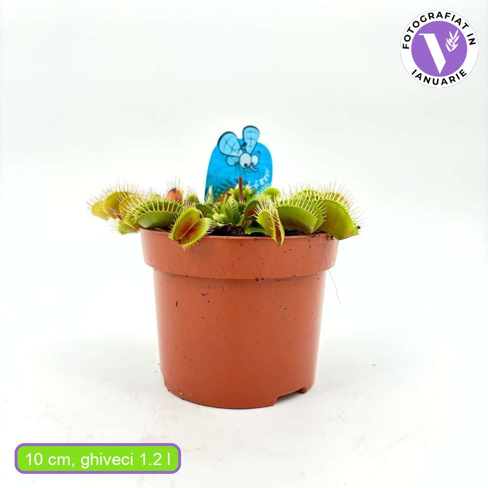 Хищно растение Венерина мухоловка (Dionaea muscipula) – стайно растение с активни капани за насекоми, 10 см