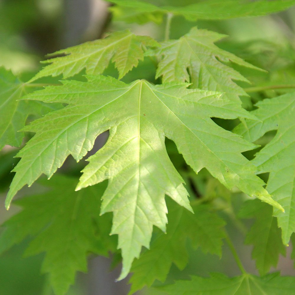 Червен клен Freemanii Celebration, декоративен клен с червени есенни листа, елегантни длановидни листа, бързорастящ, подходящ за градска среда