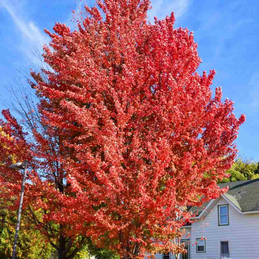 Червен клен Freemanii Celebration, декоративен клен с червени есенни листа, елегантни длановидни листа, бързорастящ, подходящ за градска среда