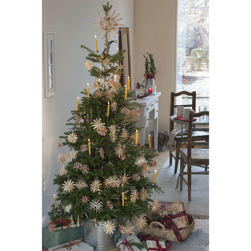 Корейска ела (Abies koreana), с пурпурносини шишарки, перфектна коледна елха