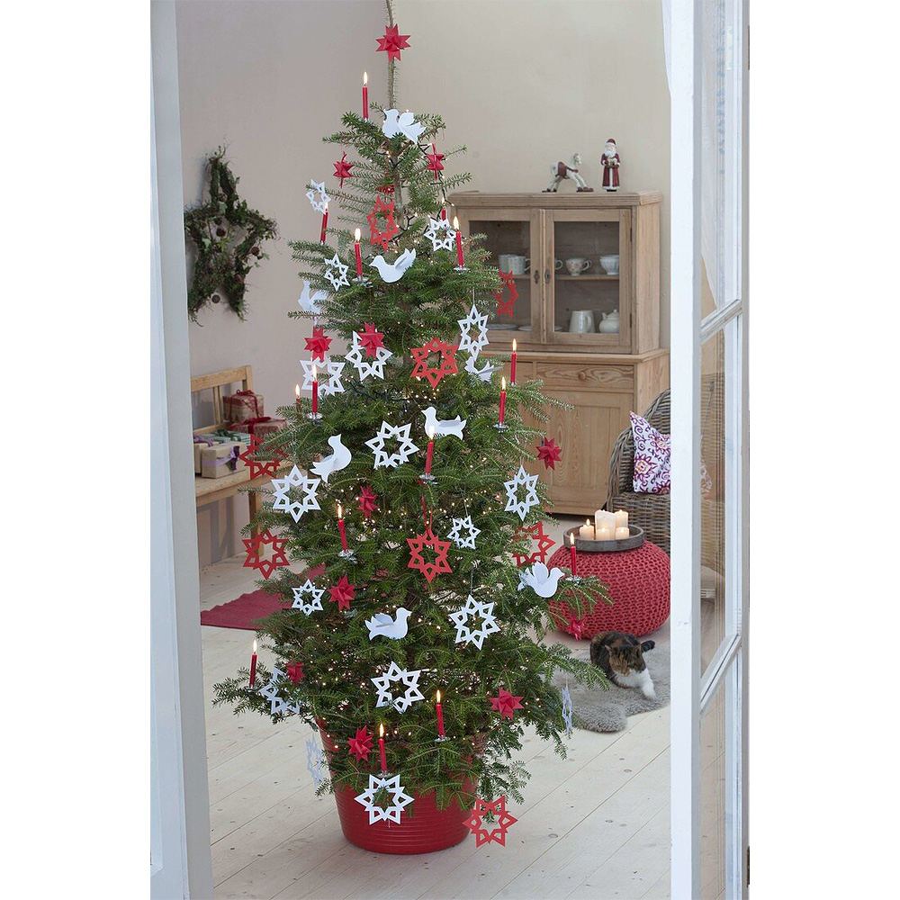 Корейска ела (Abies koreana), с пурпурносини шишарки, перфектна коледна елха