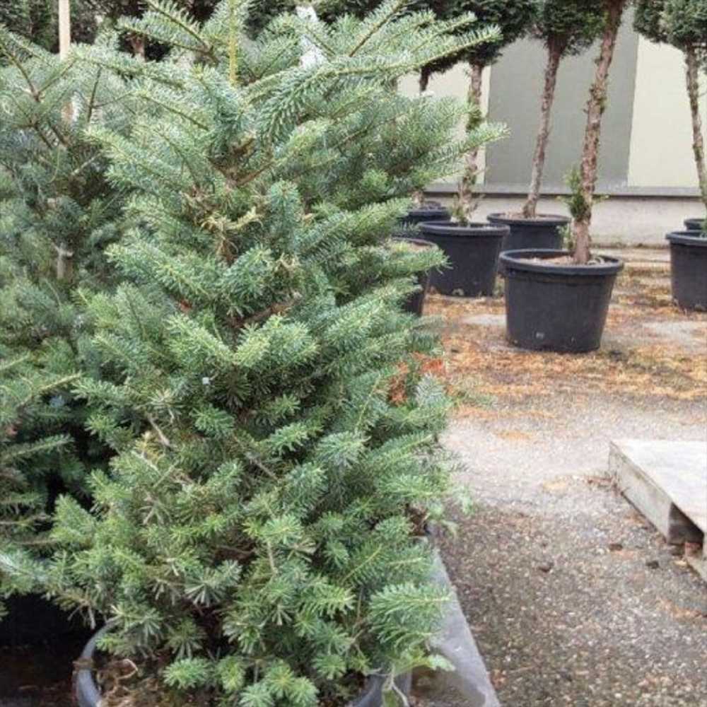 Корейска ела (Abies koreana), с пурпурносини шишарки, перфектна коледна елха