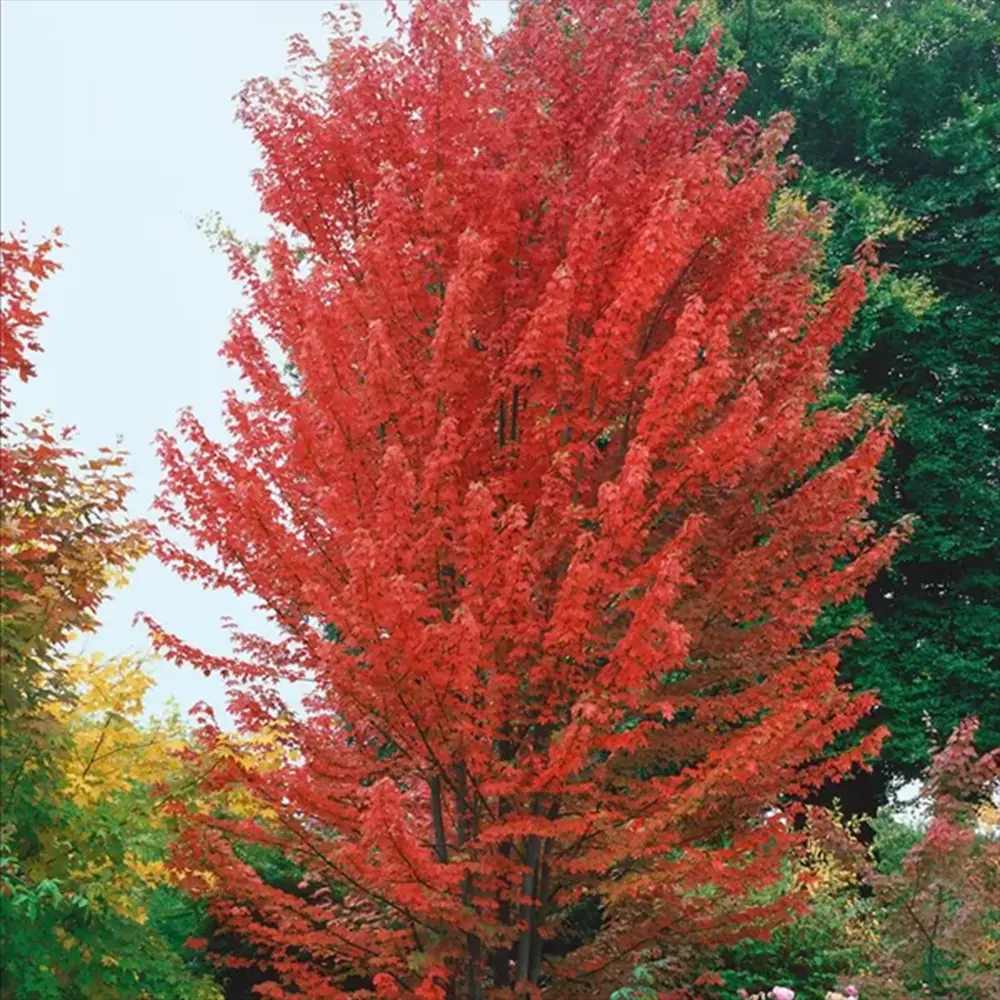 Artar Rosu Freemanii Autumn Blaze, artar ornamental rosu intens in toamna, frunzis elegant palmat-lobat, crestere rapida, perfect pentru oras