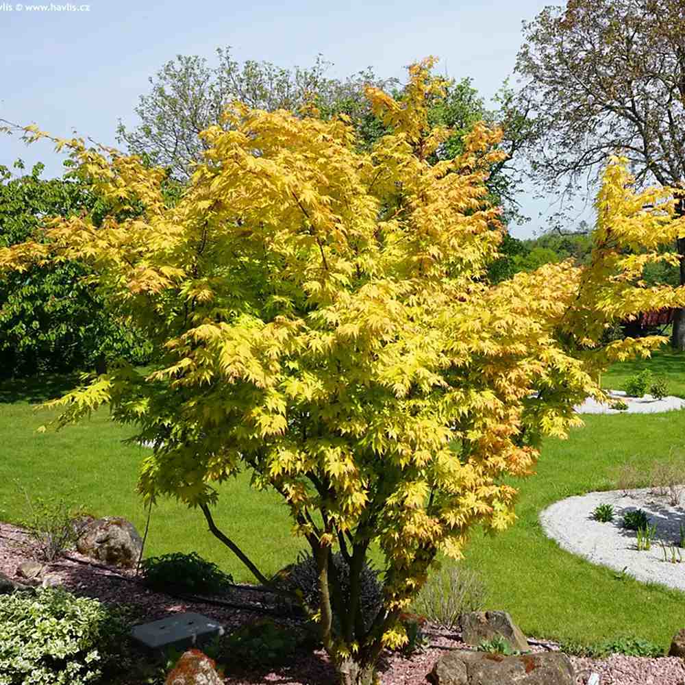 Японски клен Orange Dream, със златисто-оранжева зеленина