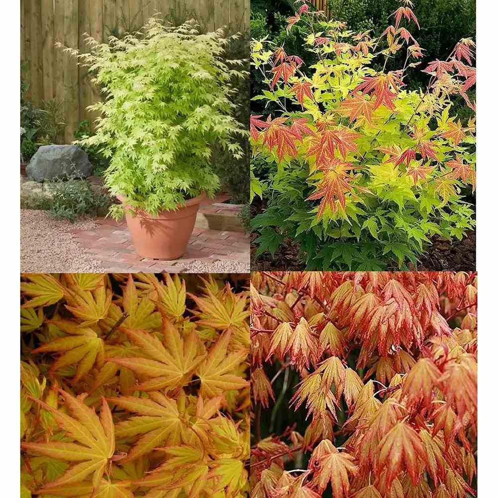 Японски клен Orange Dream, със златисто-оранжева зеленина