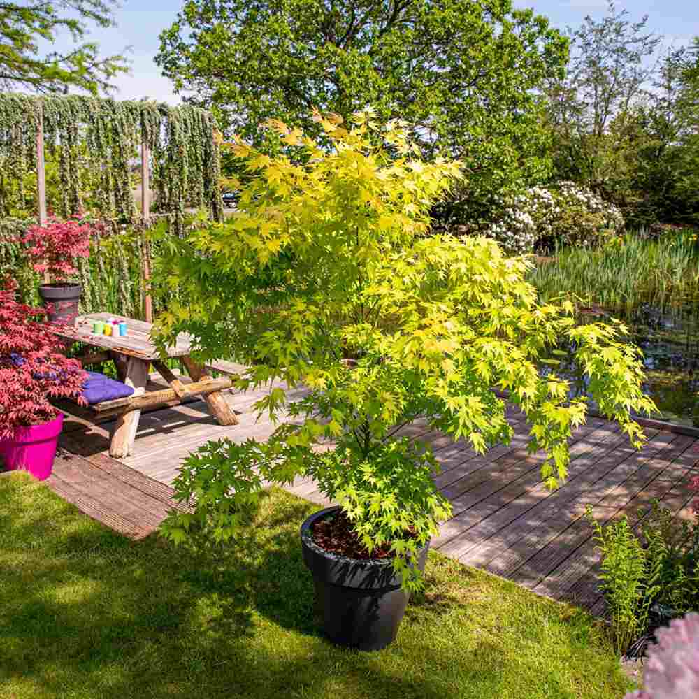 Artar Japonez Auriu Orange Dream, frunzis galben intens primavara si vara si portocaliu toamna, perfect pentru umbra