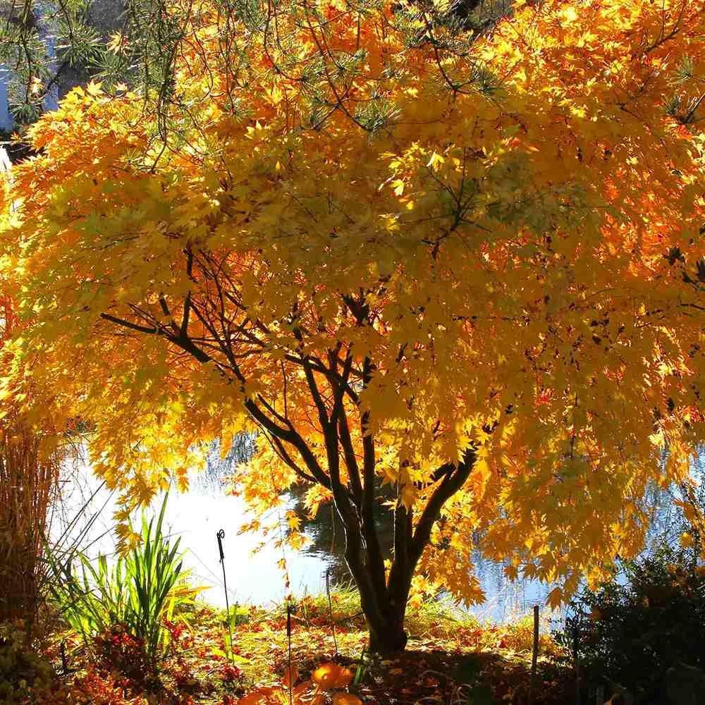 Artar Japonez Auriu Orange Dream, frunzis galben intens primavara si vara si portocaliu toamna, perfect pentru umbra