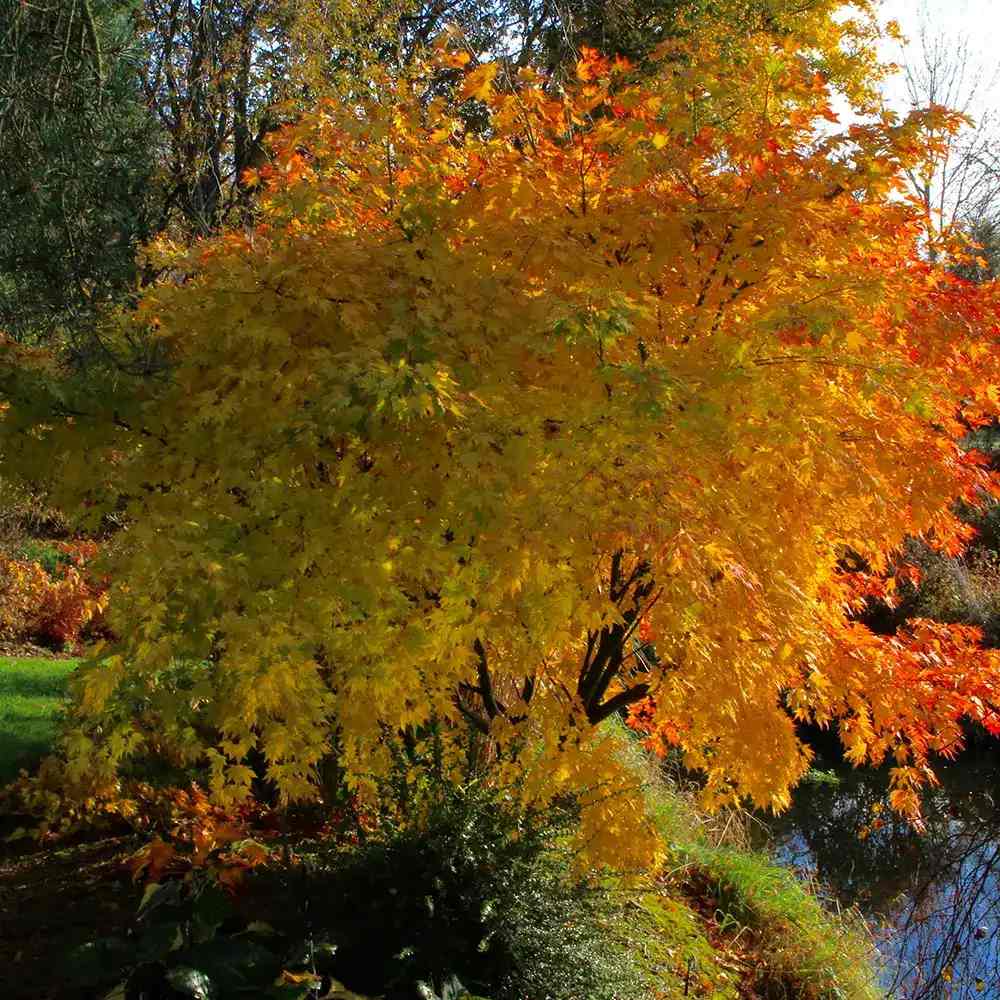 Японски клен Orange Dream, със златисто-оранжева зеленина