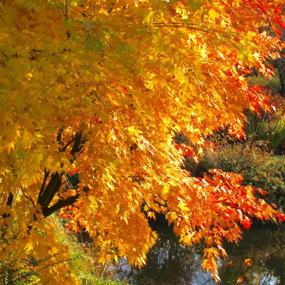 Artar Japonez Auriu Orange Dream, frunzis galben intens primavara si vara si portocaliu toamna, perfect pentru umbra