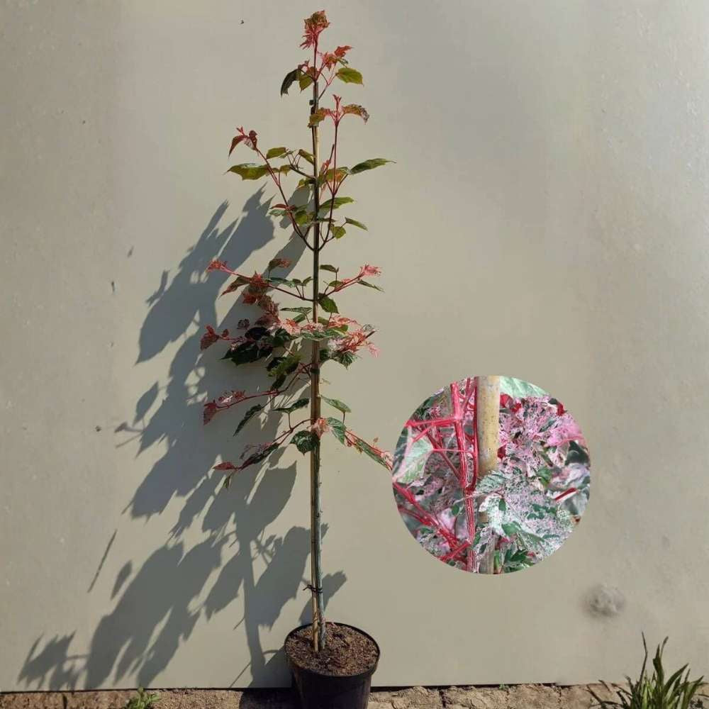 Artar Red Flamingo, artar decorativ roz/rosu-alb, cresterea rapida, rezistent la inghet