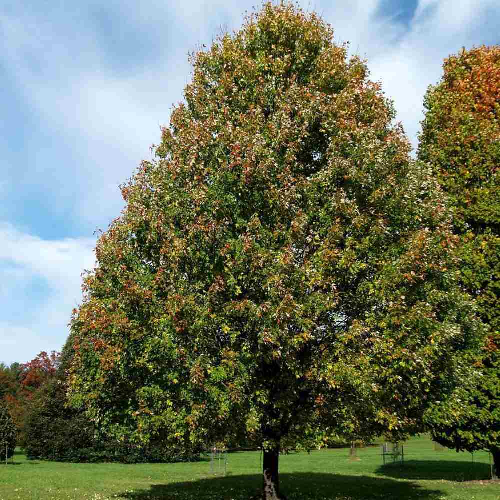 Artar Rosu Freemanii Celebration, artar ornamental rosu in toamna, frunzis elegant palmat-lobat, crestere rapida, perfect pentru oras