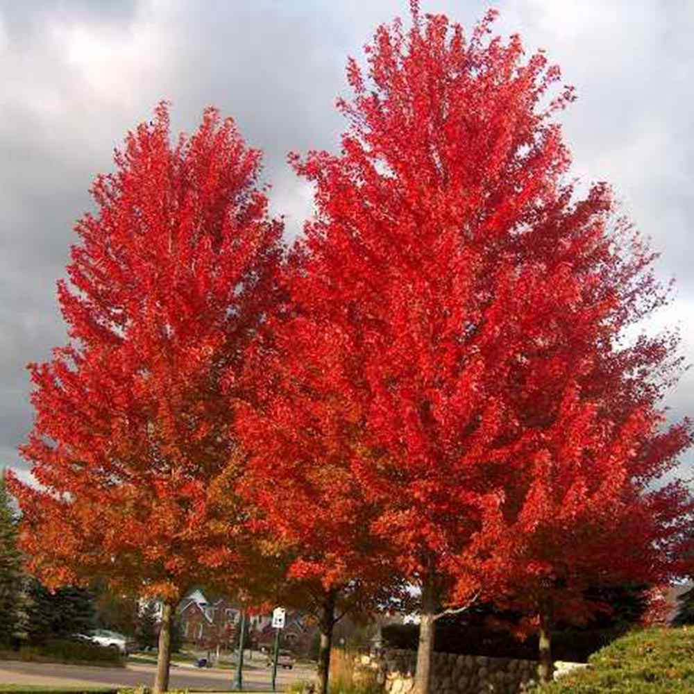 Червен клен Freemanii Celebration, декоративен клен с червени есенни листа, елегантни длановидни листа, бързорастящ, подходящ за градска среда