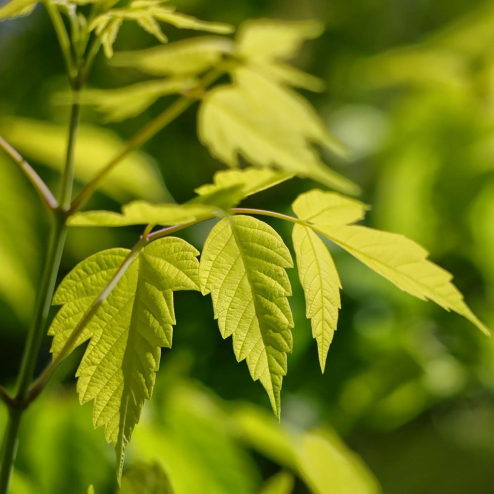 Artar American Auriu Kellys Gold, artar ornamental auriu, crestere rapida, frunze spectaculoase