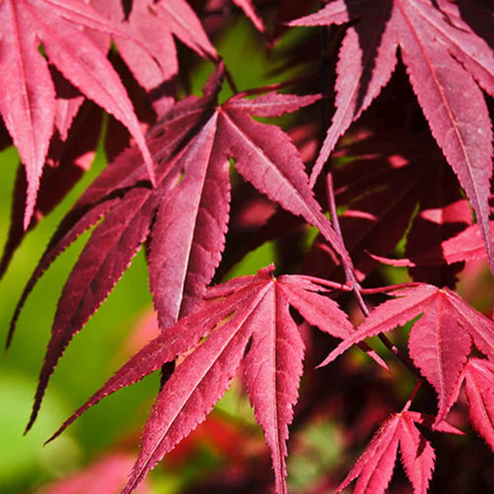 Японски клен Bloodgood, с червено-лилава зеленина