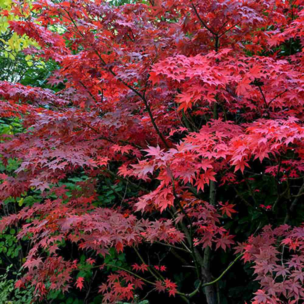 Artar Japonez Rosu Bloodgood, cu frunzis rosu-purpuriu, decorativ, crestere rapida, premiat, gradina sau ghiveci