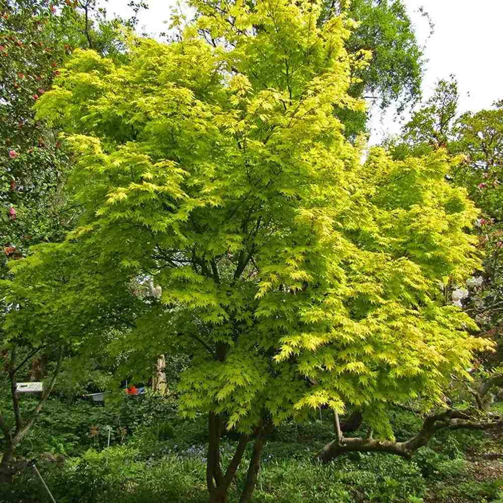 Японски клен Orange Dream, със златисто-оранжева зеленина