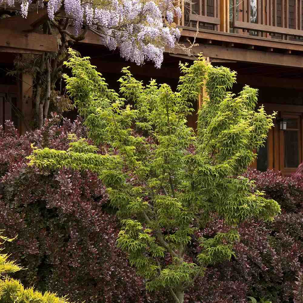 Японски клен Shishigashira, с къдрави компактни листа, яркочервени през есента, студоустойчив до -20°C