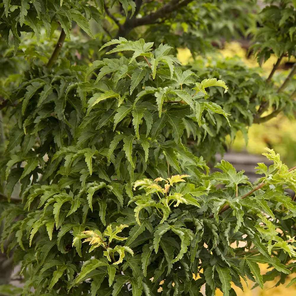 Artar Japonez Shishigashira, frunzis crete compacte, rosu intens toamna, rezistenta frig -20°C