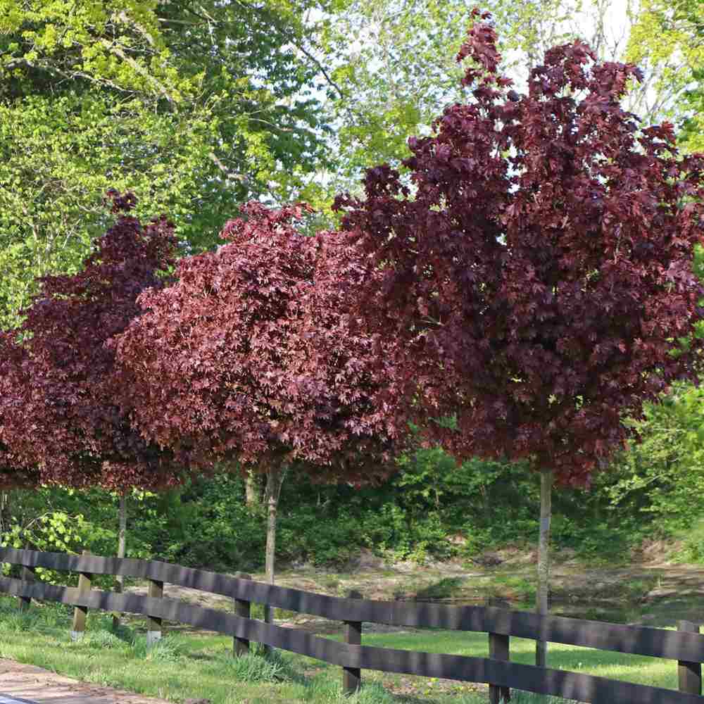 Норвежки клен Crimson King (Acer platanoides) – декоративно дърво с тъмнопурпурна листа