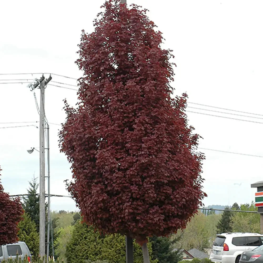 Норвежки клен Crimson King (Acer platanoides) – декоративно дърво с тъмнопурпурна листа