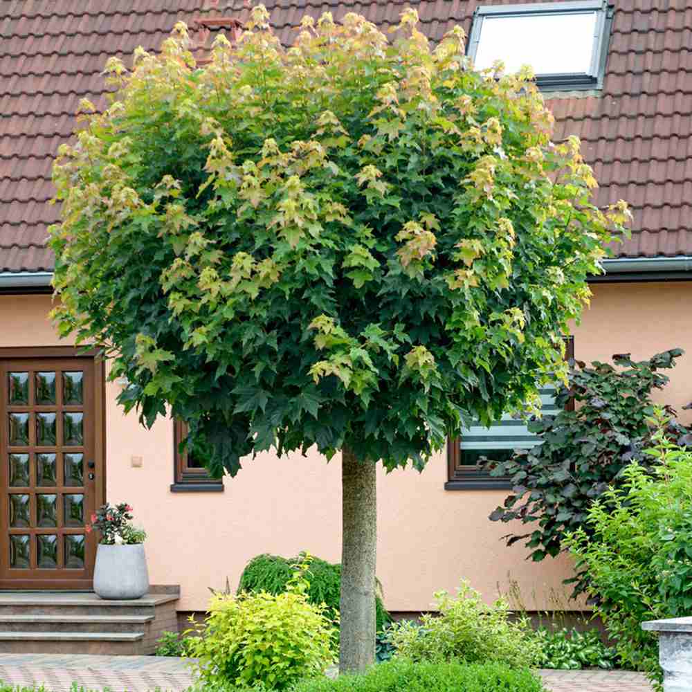 Artar Norvegian Globular (Acer Platanoides Globosum), artar globular decorativ, coroana compacta, rezistent la frig