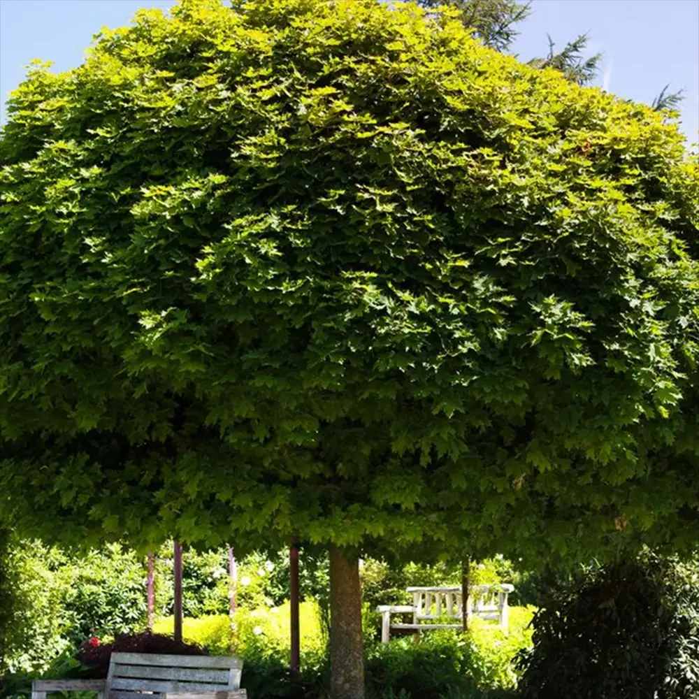 Artar Norvegian Globular (Acer Platanoides Globosum), artar globular decorativ, coroana compacta, rezistent la frig