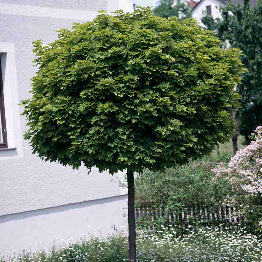 Кълбовиден норвежки клен (Acer Platanoides Globosum)