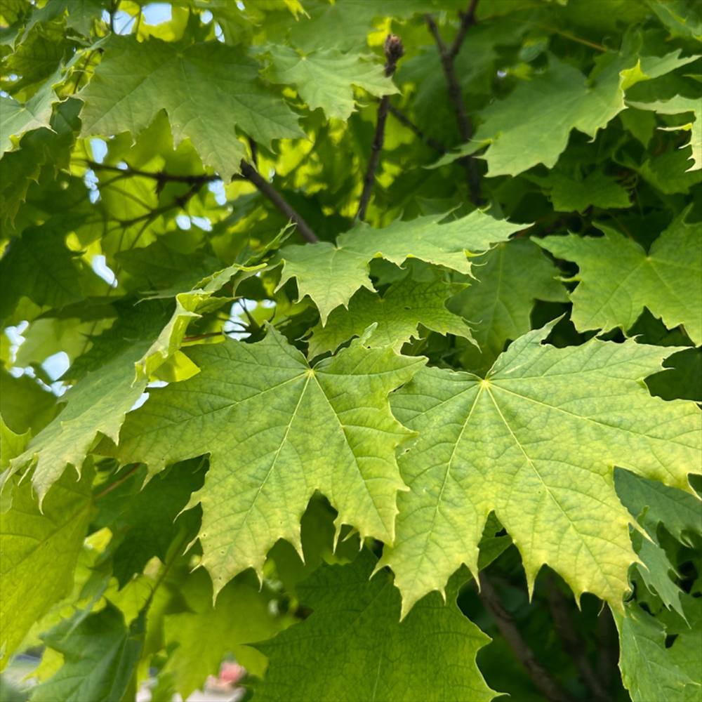 Кълбовиден норвежки клен (Acer Platanoides Globosum)