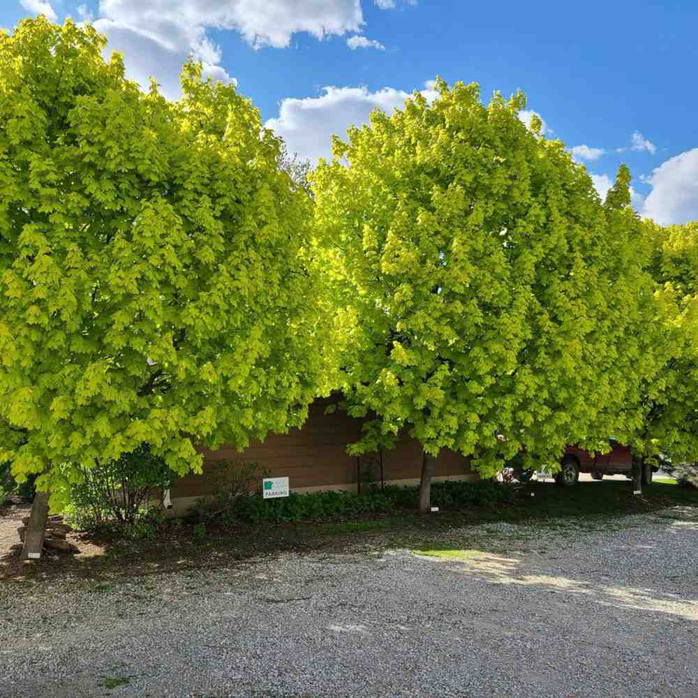 Artar Norvegian Princeton Gold, artar ornamental cu frunzis galben-auriu, crestere rapida, copac de umbra