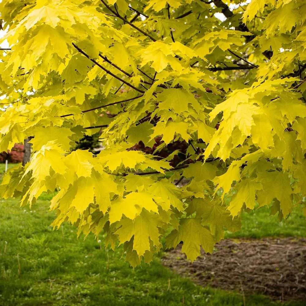 Норвежки клен Princeton Gold, декоративен клен със златистожълта листна маса, бързорастящ, сенчесто дърво