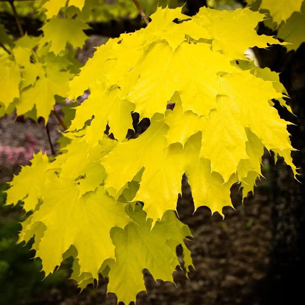 Artar Norvegian Princeton Gold, artar ornamental cu frunzis galben-auriu, crestere rapida, copac de umbra