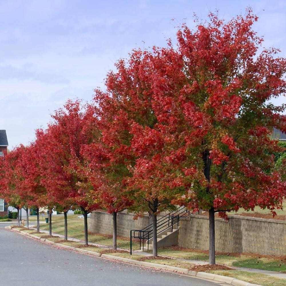 Artar Rosu Freemanii Autumn Blaze, artar ornamental rosu intens in toamna, frunzis elegant palmat-lobat, crestere rapida, perfect pentru oras