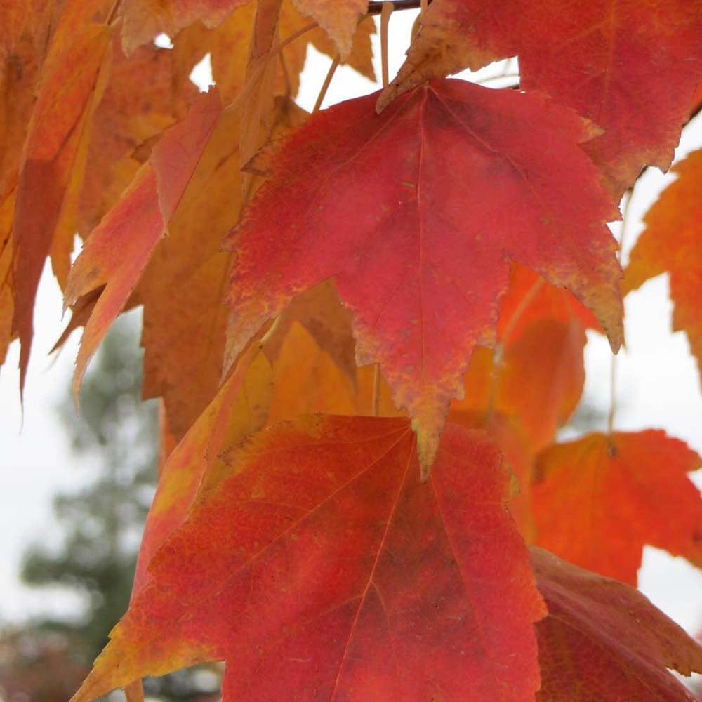 Artar Rosu Red Sunset, arbore de umbra cu frunze rosii intense in toamna, crestere rapida