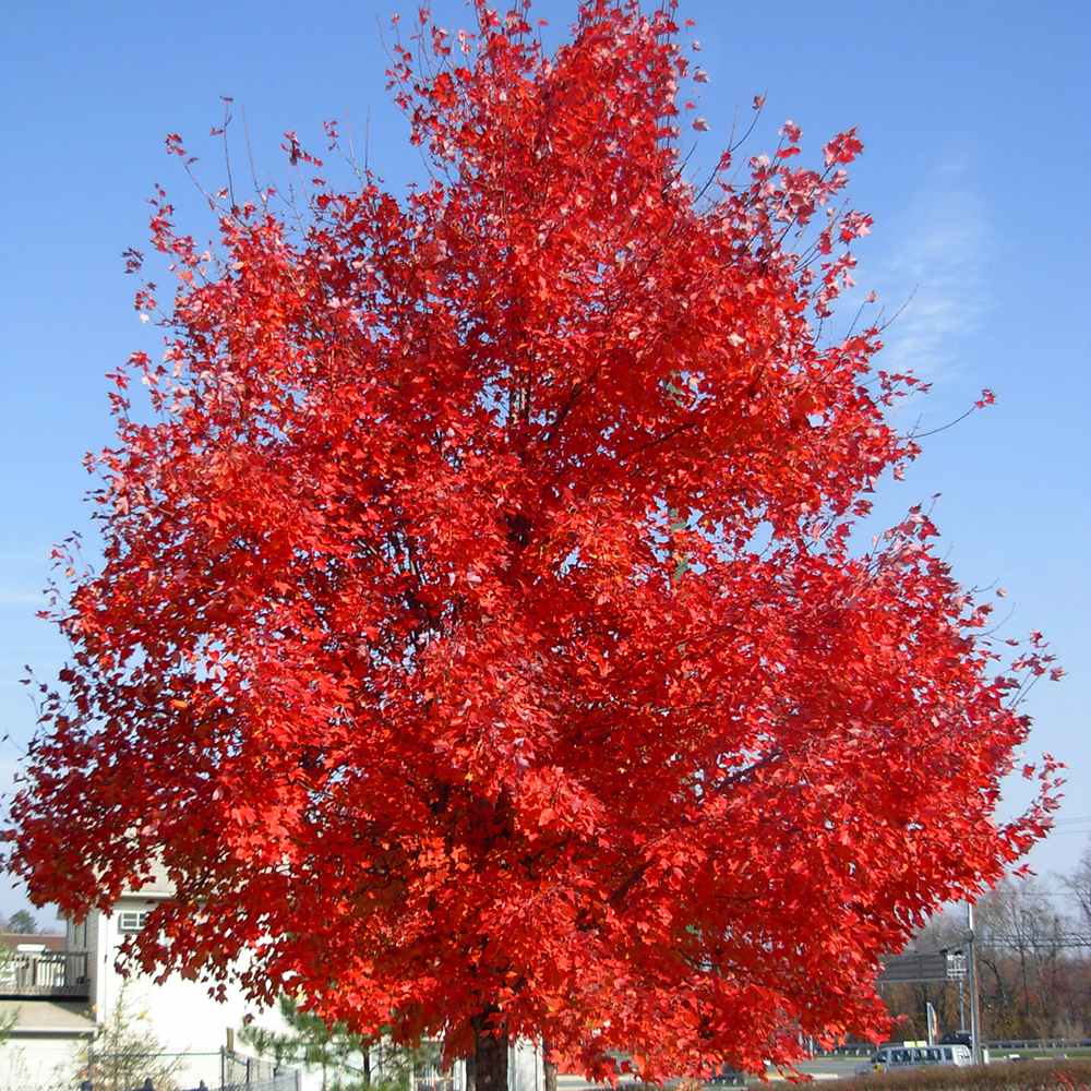 Artar Rosu Red Sunset, arbore de umbra cu frunze rosii intense in toamna, crestere rapida