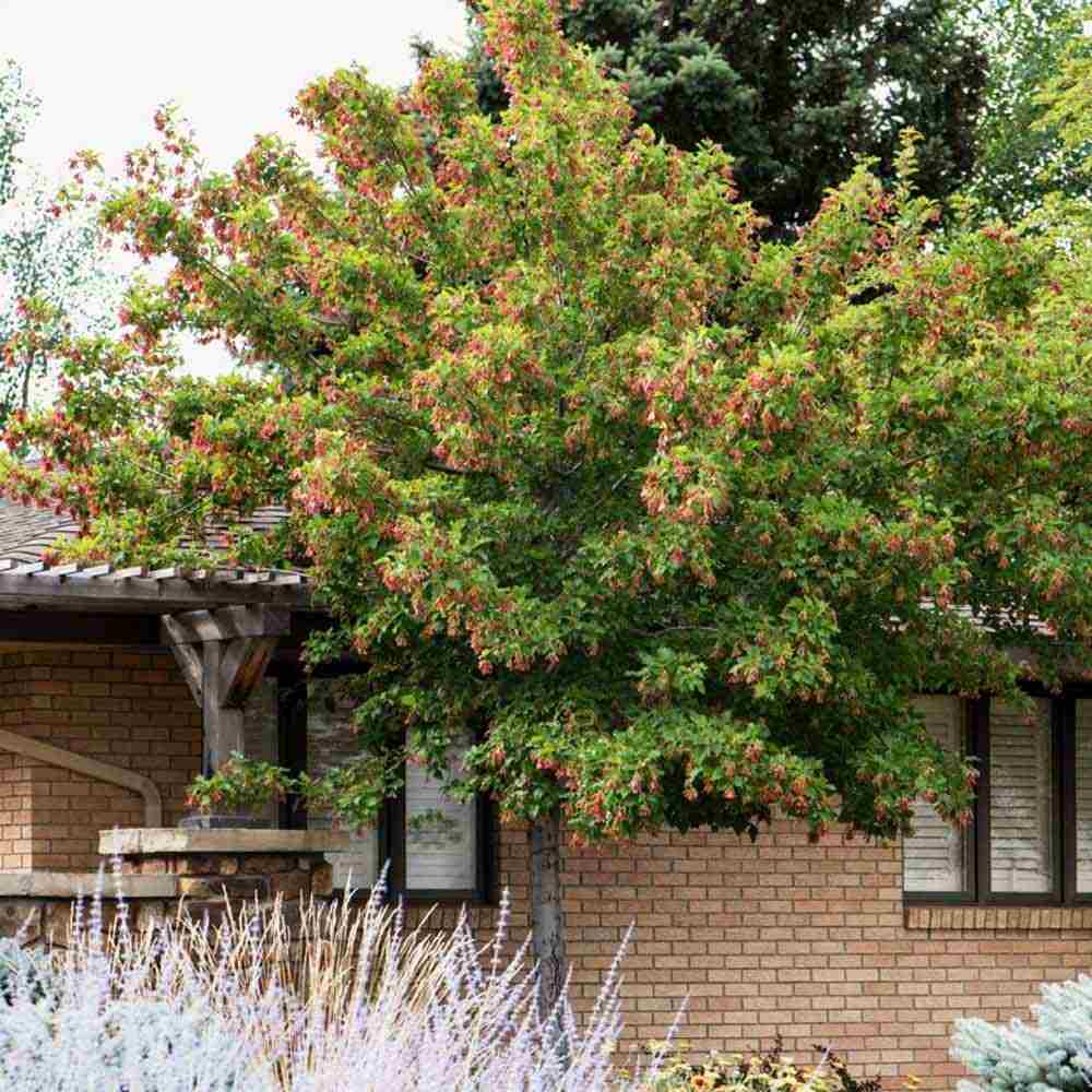 Artar tataresc (Acer tataricum) Ginnala Amur Flame, copac decorativ frunze rosii toamna rezistent la ger