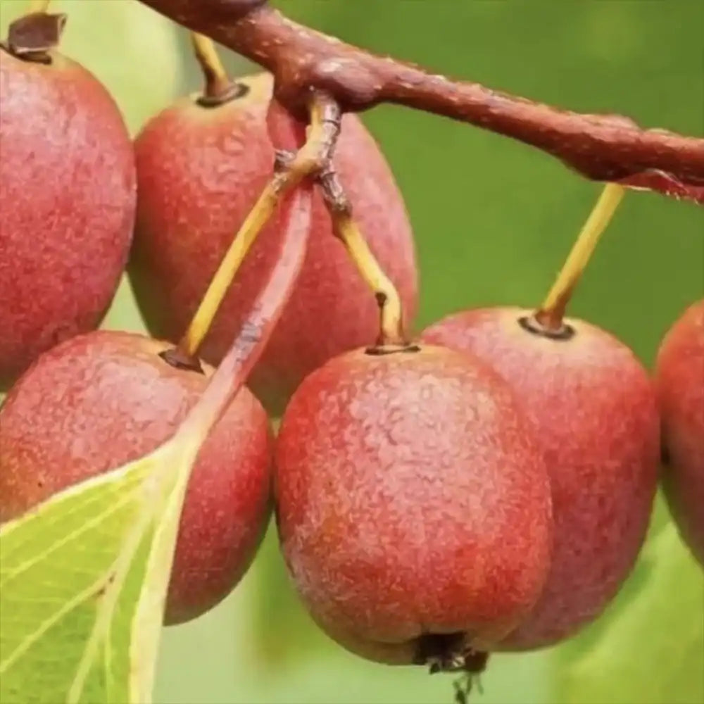 Kiwi de Siberia Geneva (Actinidia arguta), femela, cu fructe dulci rosii parfumate, bogate in vitamina C