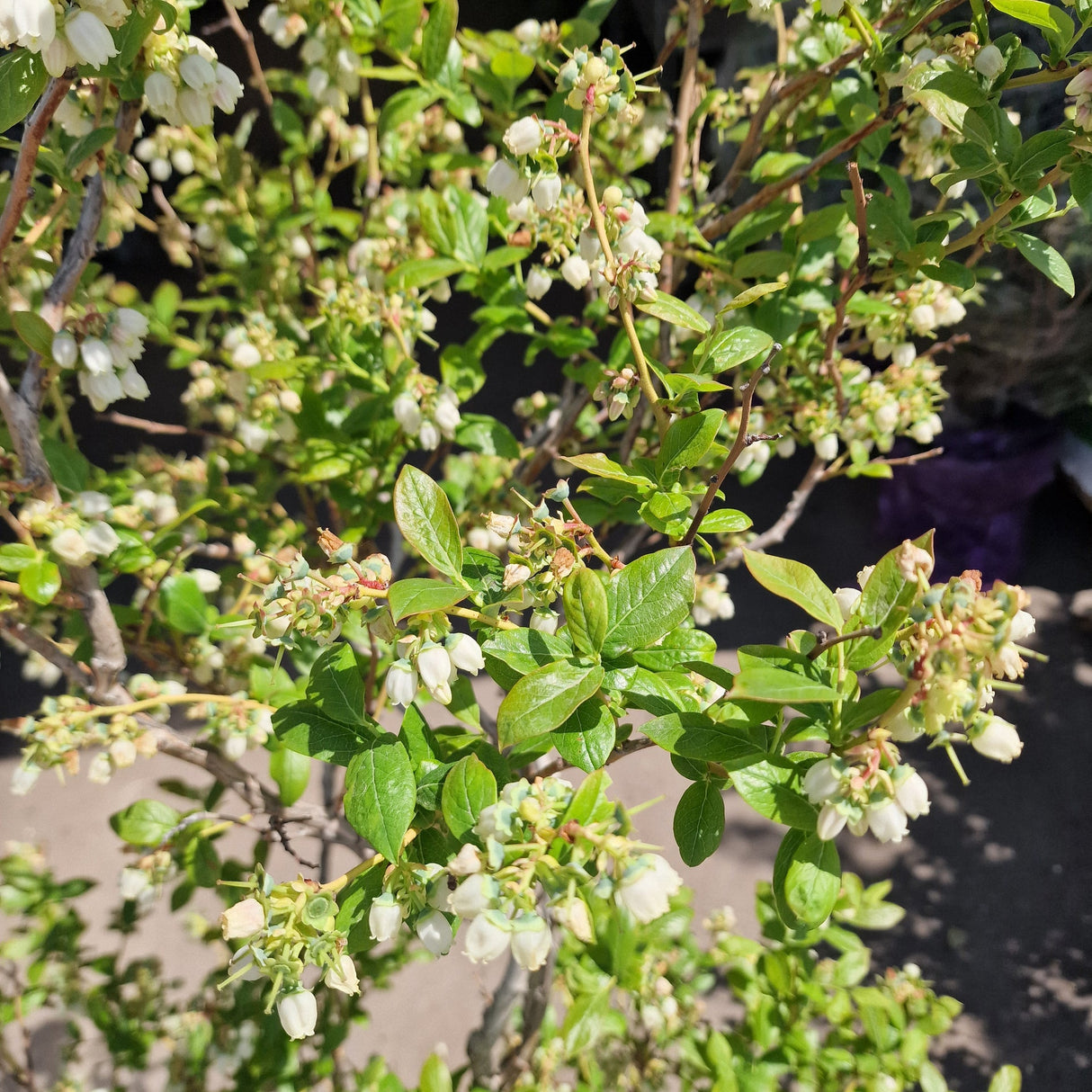 Боровинка Duke (Vaccinium corymbosum) – продуктивен американски афин с едри плодове, ранно узряване, 6-годишен