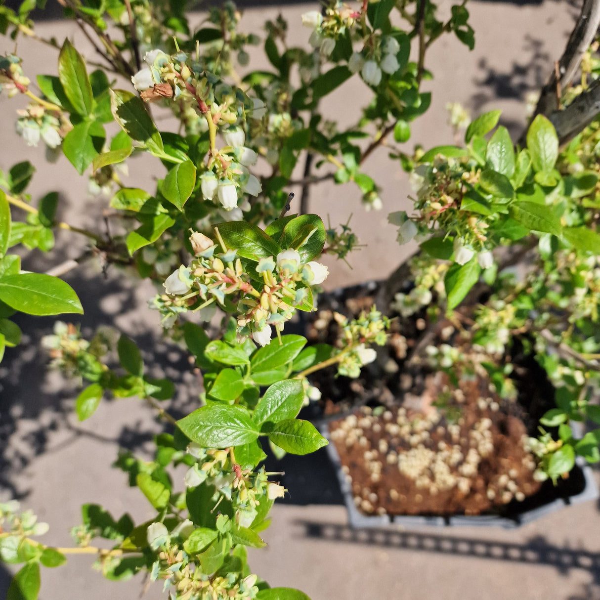 Боровинка Duke (Vaccinium corymbosum) – продуктивен американски афин с едри плодове, ранно узряване, 6-годишен